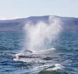sudafrica balena