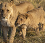 sudafrica leonesse