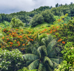 Polinesia Francese