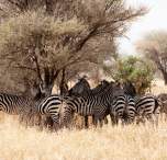 tanzania