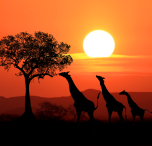 kenya