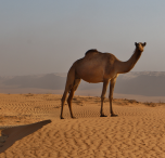 Oman