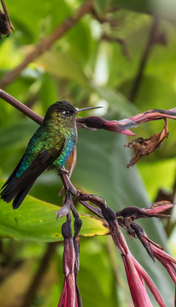 viaggio in costa rica