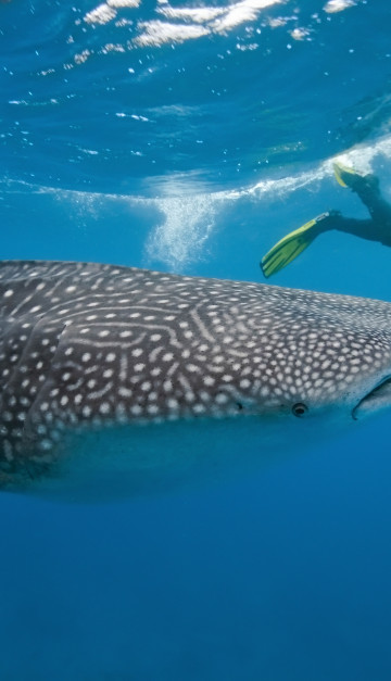 Snorkeling con squalo balena