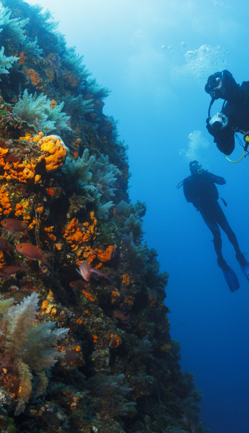 Immersioni alle Maldive