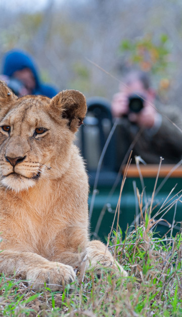 Lioness at Kruger