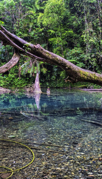 Daintree National Park.