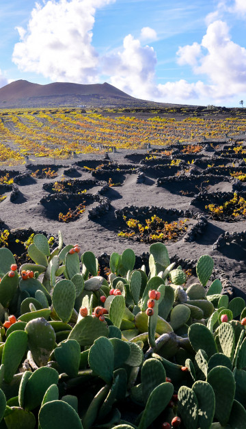 Vigneti a Lanzarote