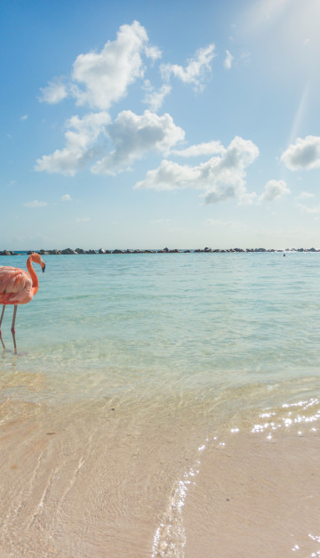 caraibi spiaggia ad aruba