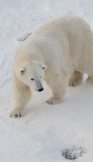 orso polare