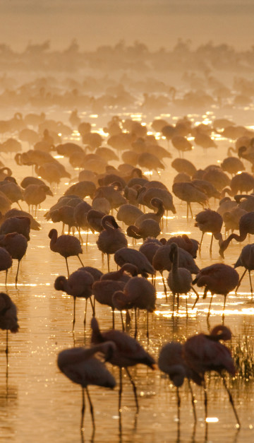 Kenya fenicotteri tramonto