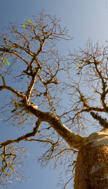 madagascar Tulear baobab