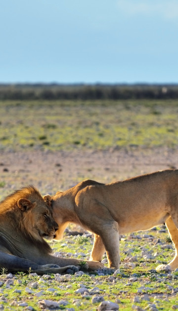 namibia etosha