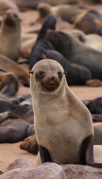 namibia otarie