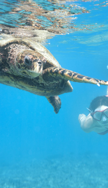 tartaruga a seychelles