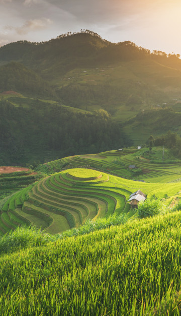 vietnam terrazzamenti