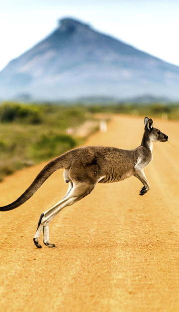 australia canguro