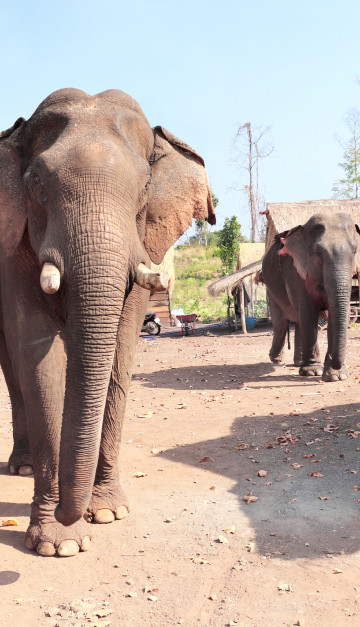cambogia elefanti