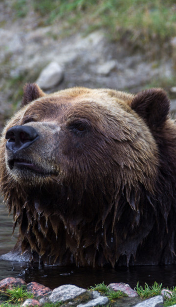 canada orso