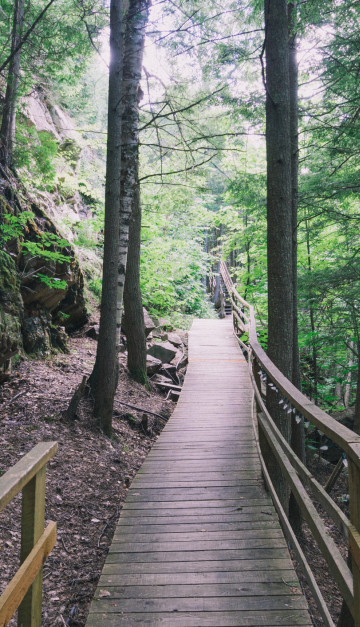 canada passeggiata nel bosco