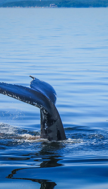 canada coda di balena