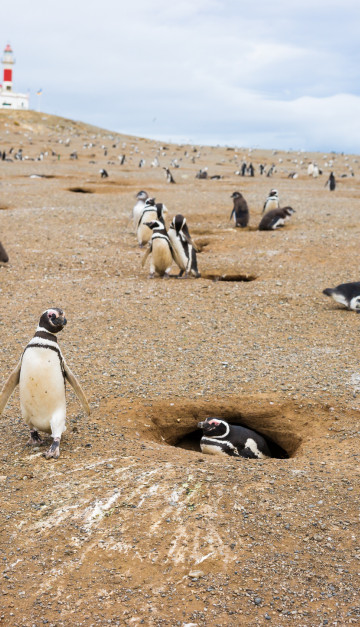cile - pinguini