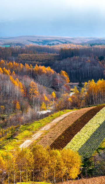 giappone Shikisai campi di fiori