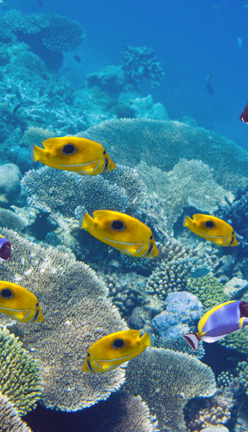 mauritius pesci colorati