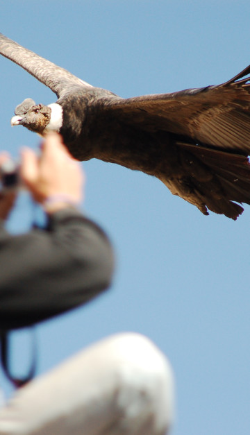 perù condor