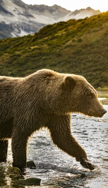 stati uniti orso