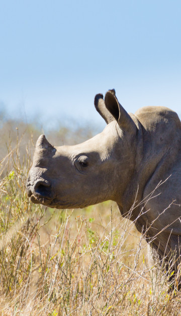 sudafrica rinoceronte