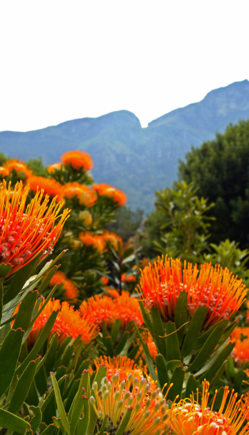 sudafrica fiori