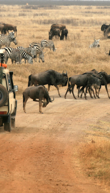 Safari in Tanzania