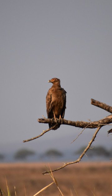 Safari in Tanzania