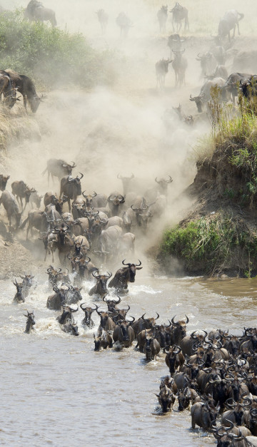 Safari in Tanzania