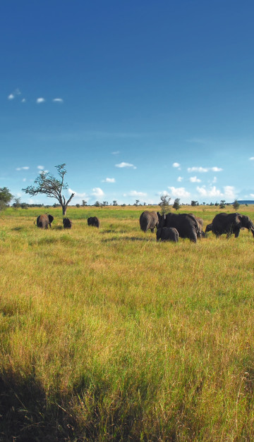 Safari in Tanzania