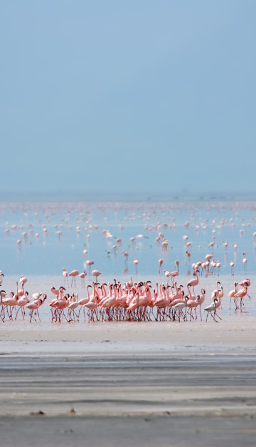 Safari in Tanzania