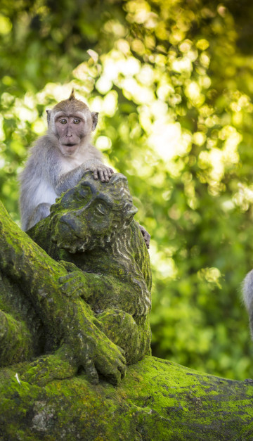 bali foresta delle scimmie