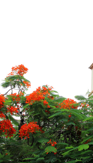 bolivia campanile