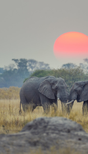 viaggio in botswana