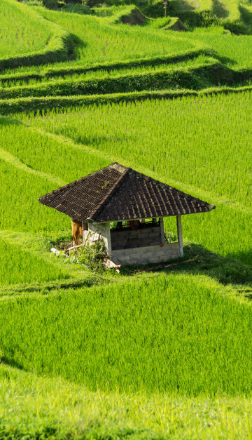 indonesia campi verdi