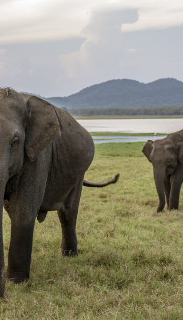 sri lanka elefanti