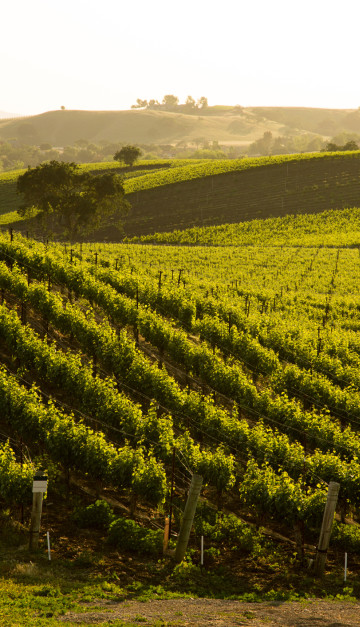 stati uniti vigne