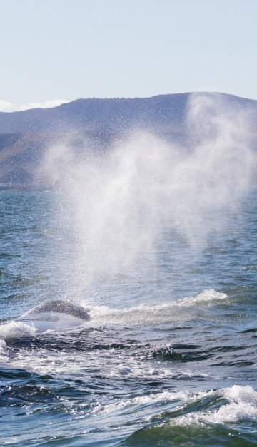 sudafrica balena