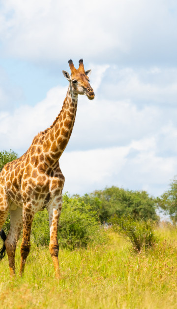sudafrica giraffa