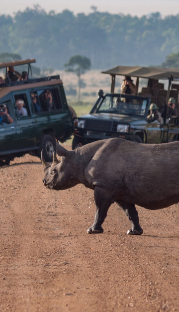 sudafrica safari cinghiale