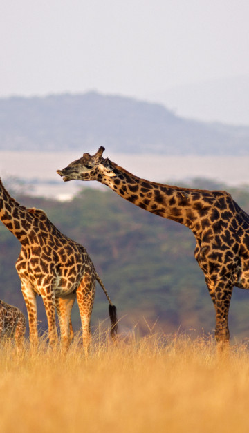 Masai Mara