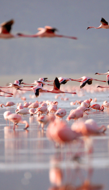 Lake Nakuru