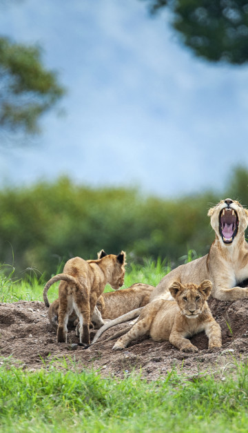 Masai Mara