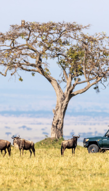 Masai mara